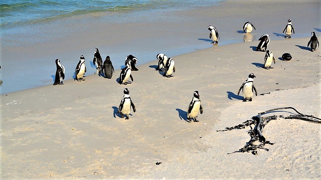 Pinguine am Boulders Beach Kapstadt Informationen und Tips