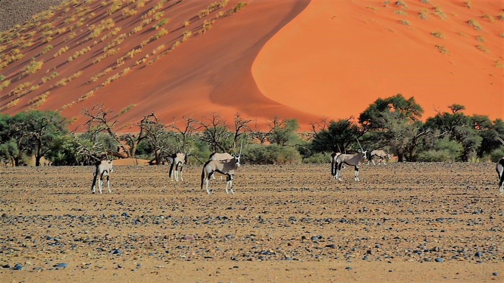 Antilopen in Namiba erleben mit den Reise Pionieren