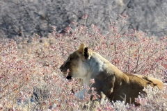 reise_pioniere_namibia_156