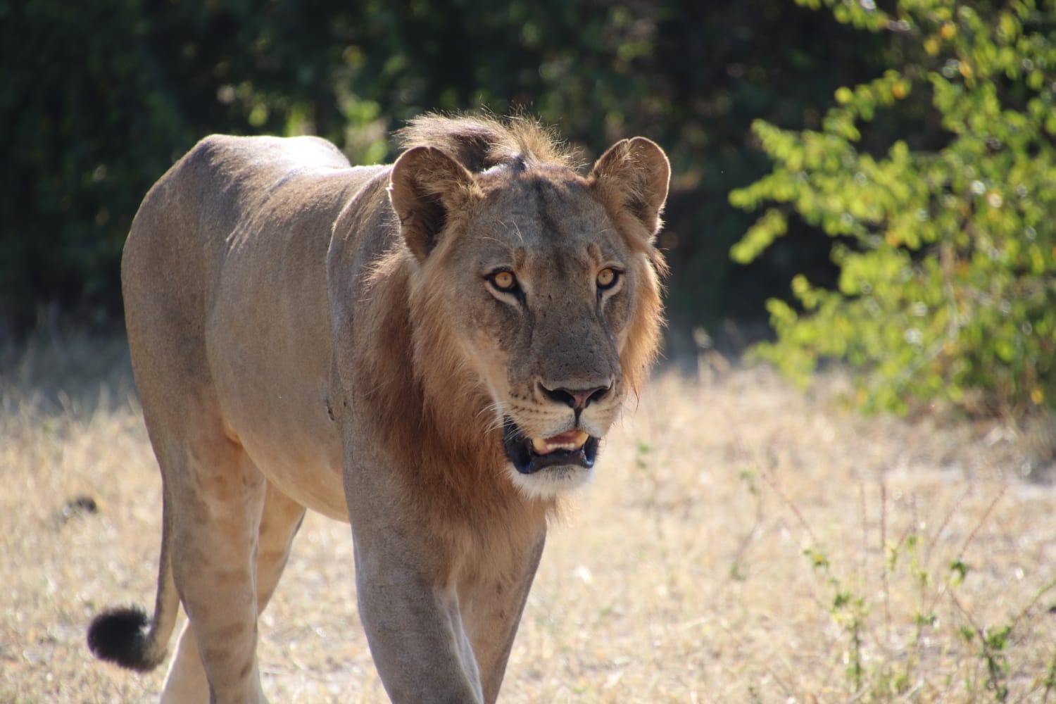 Kalahari Nationalpark Löwe